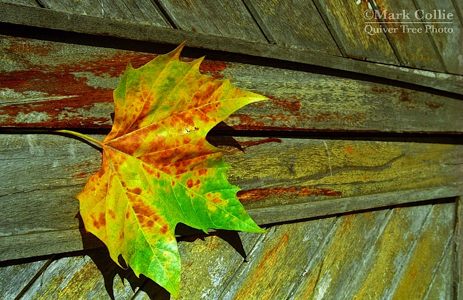 Autumn in London