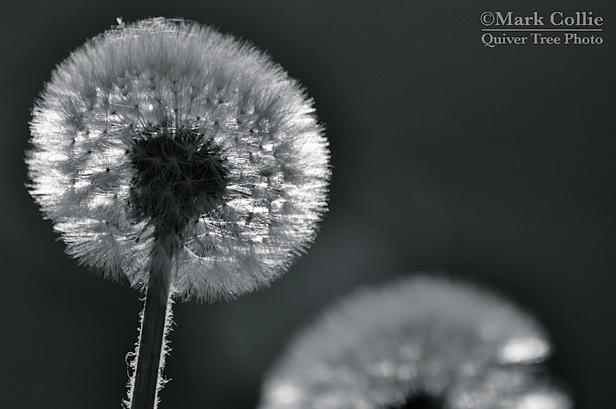Dandelions in the Sun