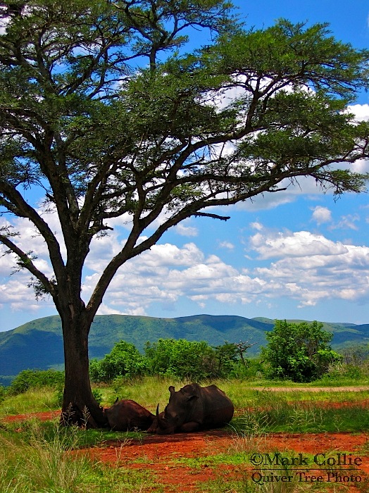 White Rhino and calf