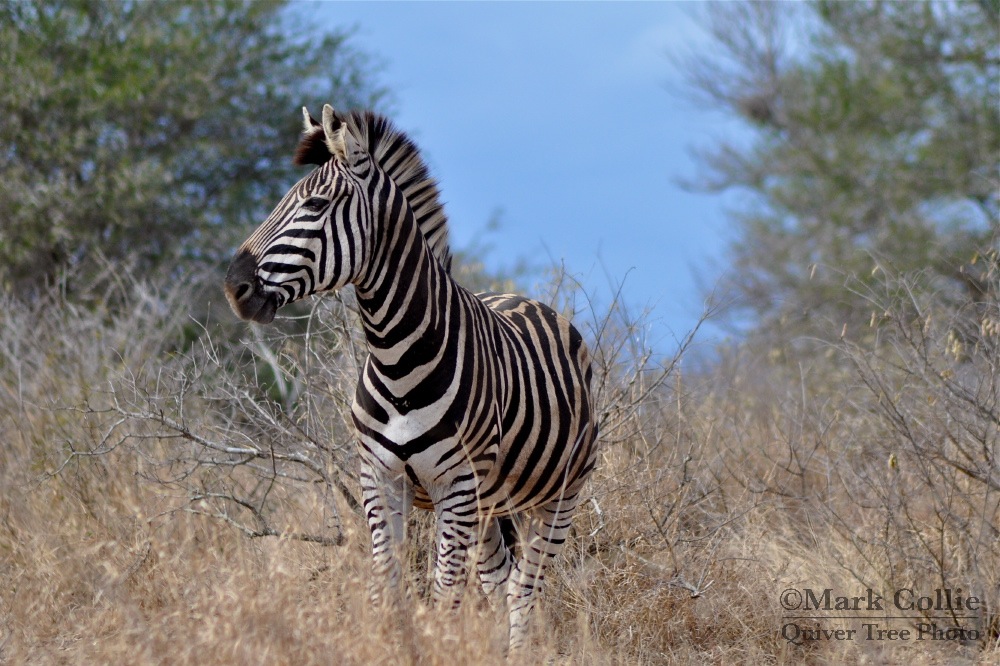 Zebra Storm