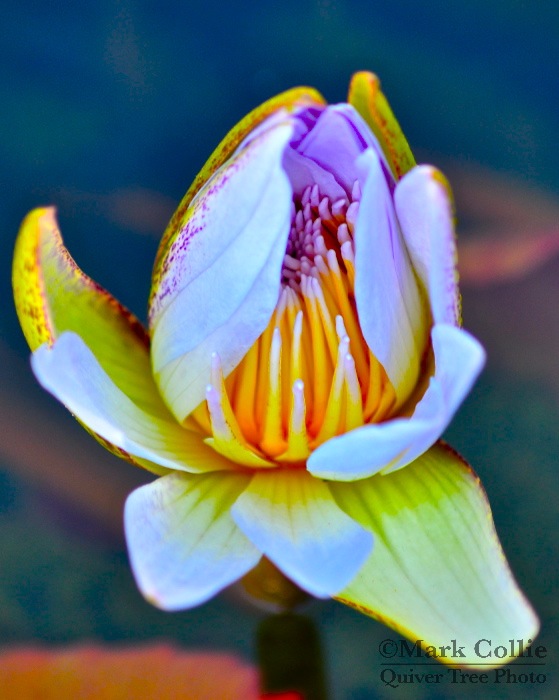 Water Lily