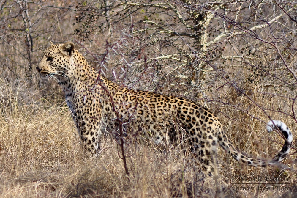 First Prize! Leopard in the Wild!