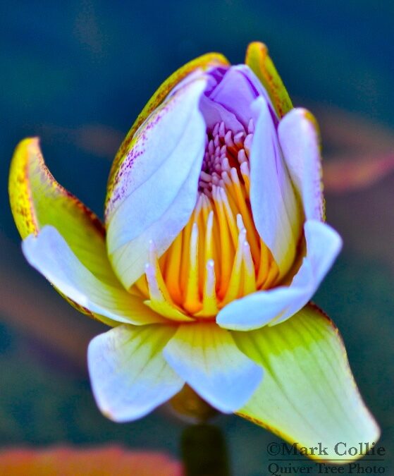 Water Lily