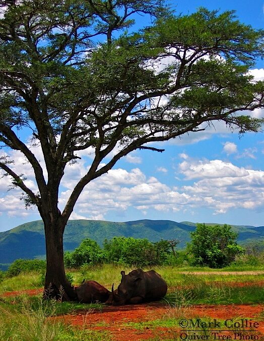 Wild Wednesday: Snooze Time for White Rhinos